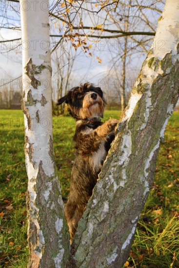 A dog climbs birches in the park, mixed breed, mixed breed dog, wire-haired dachshund terrier-Havanese mix, Rüde, Ilsede, Lower Saxony, Germany