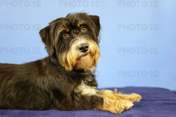 A curious-looking dog is lying on a black blanket in front of a blue wall, mixed breed dog, wire-haired dachshund terrier-Havanese mix, male, Germany