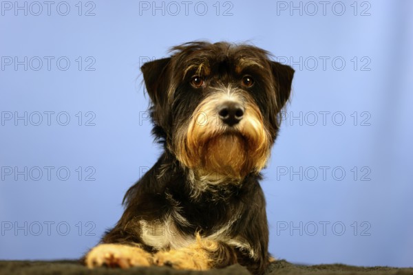 A dog with calm facial expression in front of a blue wall, mixed breed dog, wire-haired dachshund terrier-Havanese mix, male, Germany