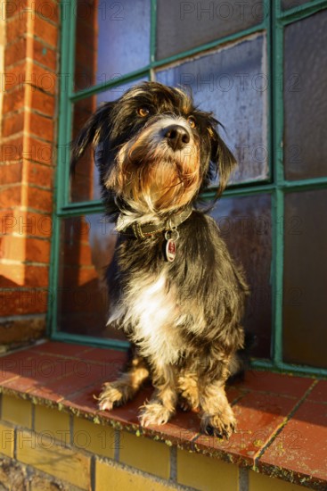 A dog sitting in sunlight in front of a window, mixed breed dog, wire-haired dachshund terrier-Havanese mix, male, Ilsede, Lower Saxony, Germany