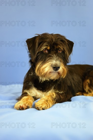 An attention-looking black and brown dog lying on a blue background, mixed breed dog, wire-haired dachshund terrier-Havanese mix, male, Germany