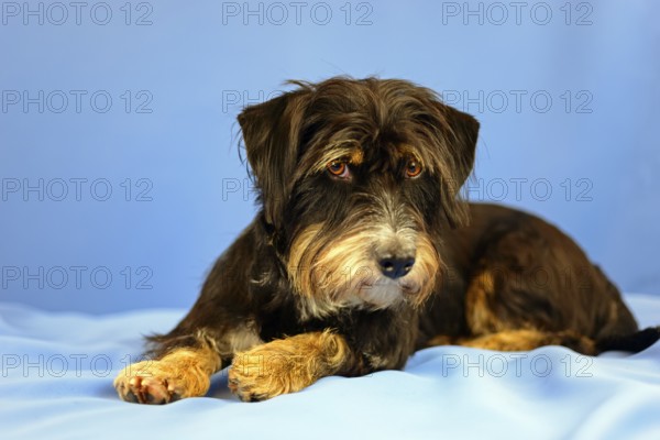 A black and brown dog is lying relaxed on a blue background, mixed breed dog, wire-haired dachshund terrier-Havanese mix, male, Germany