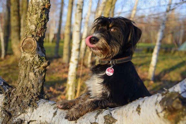 An attentively looking dog licks its snout and sits on a birch trunk in the forest, mixed breed dog, wire-haired dachshund terrier-Havanese mix, male, Ilsede, Lower Saxony, Germany