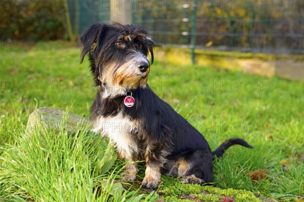 A dog sitting in the grass in the sun, mixed breed, wire-haired dachshund terrier-Havanese mix, male, Ilsede, Lower Saxony, Germany