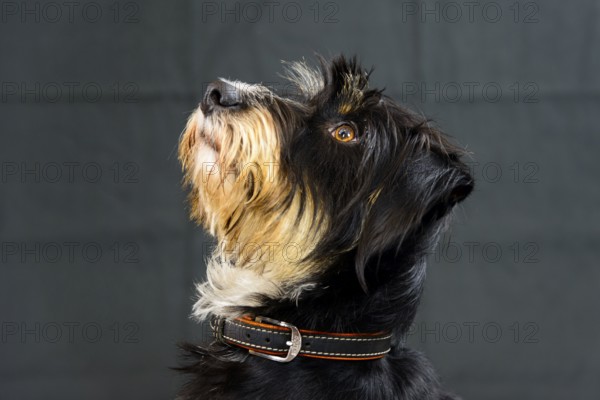 A dog looks up against a dark background, mixed breed dog, wire-haired dachshund terrier-Havanese mix, male, Germany