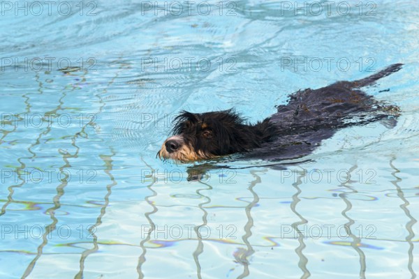 A dog swims through the pool, dog swimming in the outdoor pool, mixed breed, mixed breed dog, wire-haired dachshund terrier Havanese mix, Rüde, Ilsede, Lower Saxony, Germany