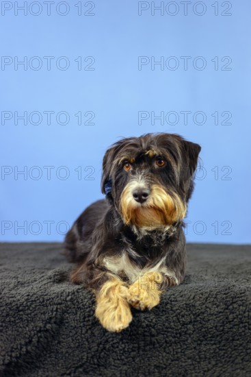 A dog lies attentively on a black blanket, in front of a blue wall, mixed breed dog, wire-haired dachshund terrier-Havanese mix, male, Germany