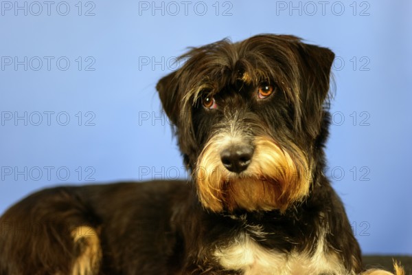 A dog looks expectantly at the camera in front of a blue wall, mixed breed dog, wire-haired dachshund terrier-Havanese mix, male, Germany