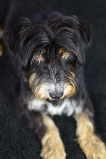 Close-up of a black and brown dog looking seriously on a dark carpet, mixed breed dog, wire-haired dachshund terrier Havanese mix, male, Germany