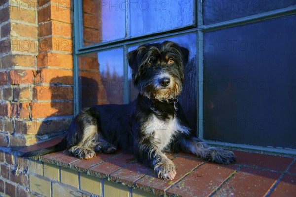 A dog is lying relaxed on a brick window sill in sunlight, mixed breed, mixed breed dog, wire-haired dachshund terrier-Havanese mix, Rüde, Ilsede, Lower Saxony, Germany
