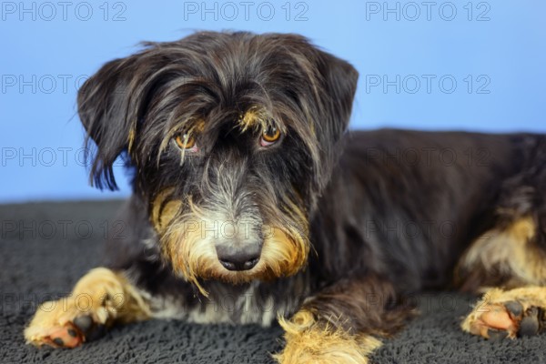 The dog lies relaxed in front of a blue wall and looks attentively, mixed breed dog, wire-haired dachshund terrier-Havanese mix, male, Germany