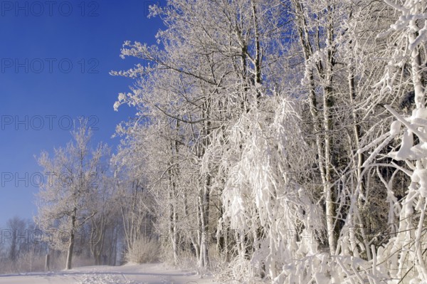 Winter landscape, snow, trees, path, atmospheric, Winterberg, North Rhine-Westphalia, Germany, The snow-covered branches and the blue sky create a special atmosphere