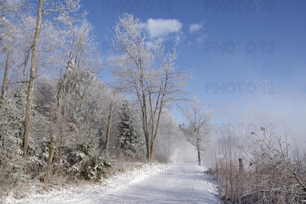 Winter, snow, trees, trail, Winterberg, North Rhine-Westphalia, Germany, The beautiful weather with blue sky goes well with the snowy landscape