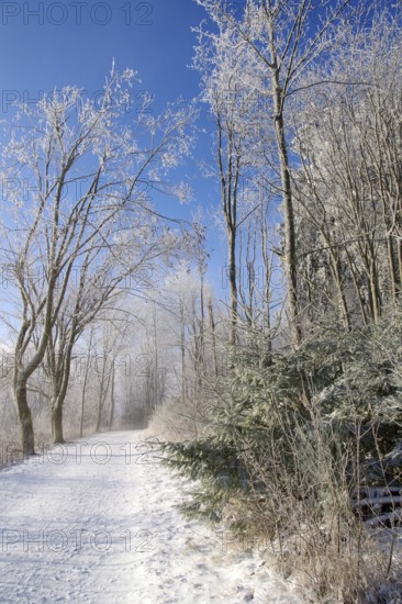 Winter landscape, snow, trees, path, Winterberg, North Rhine-Westphalia, Germany, A lonely snowy path in Sauerland