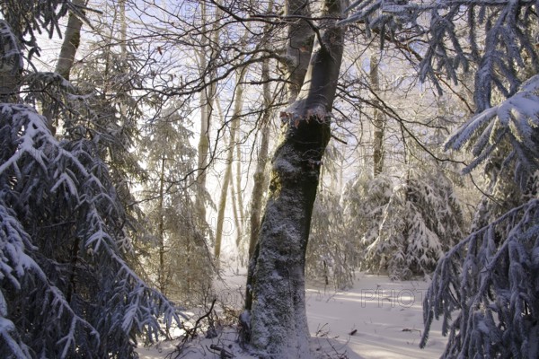 Winter landscape, snow, lighting atmosphere, forest, Winterberg, North Rhine-Westphalia, Germany, The sunlight falls on the snow-covered ground between the trees