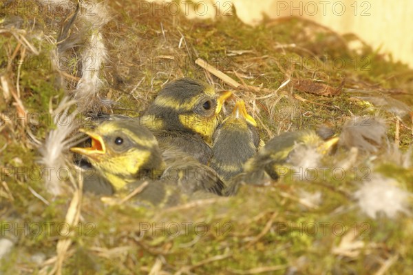 Blue tit (Cyanistes caeruleus) young in the nest, Wilnsdorf, North Rhine-Westphalia, Germany