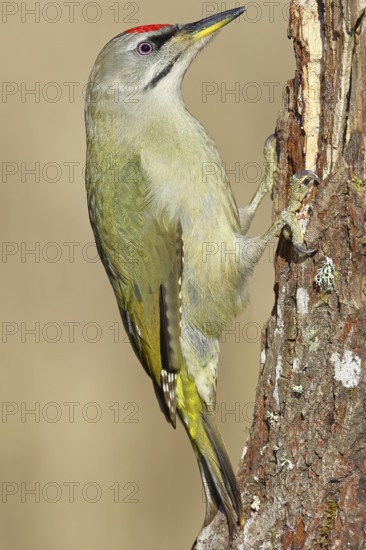 Grey-headed woodpecker (Picus canus), male sitting on a tree stump overgrown with moss and lichen, Wildlife, Woodpeckers, Birds, Nature photography, Wilnsdorf, North Rhine-Westphalia, Germany
