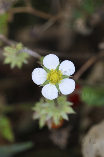 Wild strawberry (Fragaria vesca), in bloom, wild strawberry blossom, close-up, Wilnsdorf, North Rhine-Westphalia, Germany