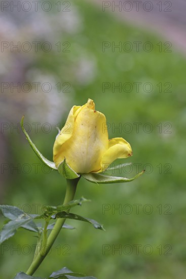 Rose (Rosa sp.), yellow blossom in a garden, Wilnsdorf, North Rhine-Westphalia, Germany
