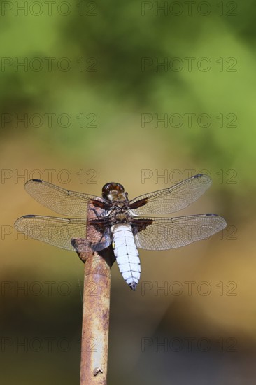 Flat-bellied dragonfly (Libellula depressa), family of damselflies (Libellulidae), male sitting on a fence top in the garden, close-up, Wilnsdorf, North Rhine-Westphalia, Germany