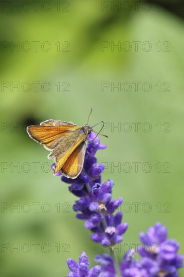 Large skipper (Ochlodes venatus), collecting nectar from a flower of Common lavender (Lavandula angustifolia), close-up, macro photograph, Wilnsdorf, North Rhine-Westphalia, Germany
