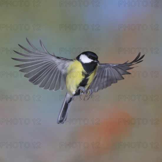 Great tit (Parus major), male in flight, high-speed aerial photograph Wilnsdorf, North Rhine-Westphalia, Germany