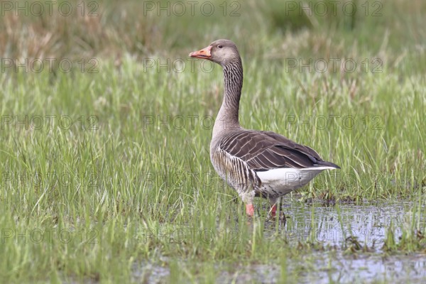 Grey goose (Anser anser) on a moor, Dümmer, Lake Dümmer, Ochsenmoor, Hüde, Lower Saxony, Germany