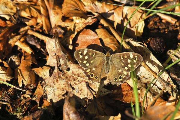 Forest board game (Pararge aegeria), on the forest floor, Wilnsdorf, North Rhine-Westphalia, Germany