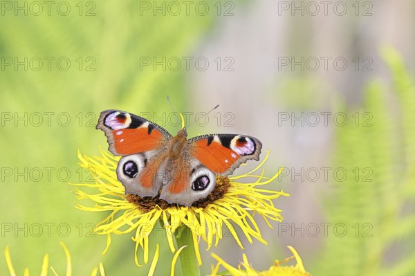 Peacock butterfly (Aglais io), on a yellow flower of a Great Telekie (Telekia speciosa), Wilnsdorf, North Rhine-Westphalia, Germany