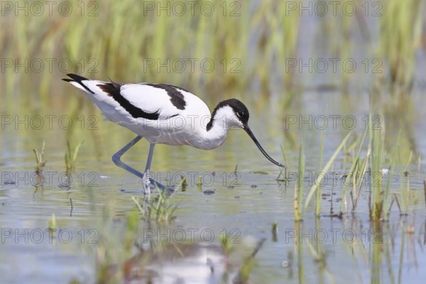 Avocet (Recurvirostra avosetta) adult wader walking in shallow water, Wildlife, Lake Neusiedl-Seewinkel National Park, Burgenland, Austria