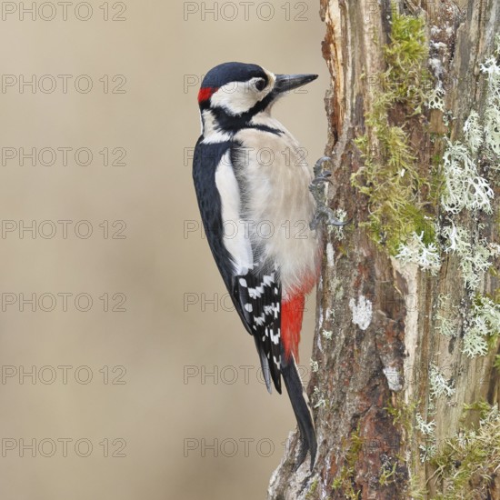 Great spotted woodpecker (Dendrocopos major), male, foraging on a tree stump overgrown with moss and lichen in the forest, Wilnsdorf, North Rhine-Westphalia, Germany
