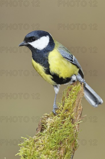 Great tit (Parus major), sitting on a moss-covered tree root, Wilnsdorf, North Rhine-Westphalia, Germany