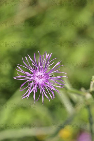 Meadow knapweed or common knapweed (Centaurea jacea), flower, Wilnsdorf, North Rhine-Westphalia, Germany