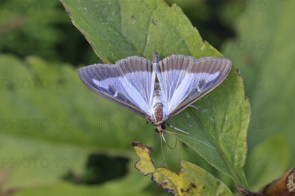 Box tree moth (Cydalima perspectalis) on a leaf, close-up, Wilnsdorf, North Rhine-Westphalia, Germany
