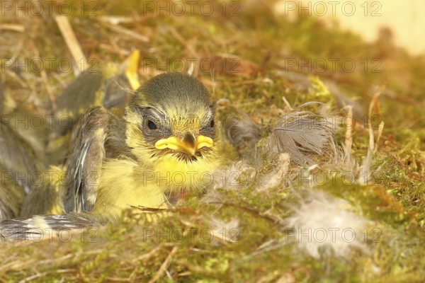 Blue tit (Cyanistes caeruleus) young in the nest, Wilnsdorf, North Rhine-Westphalia, Germany