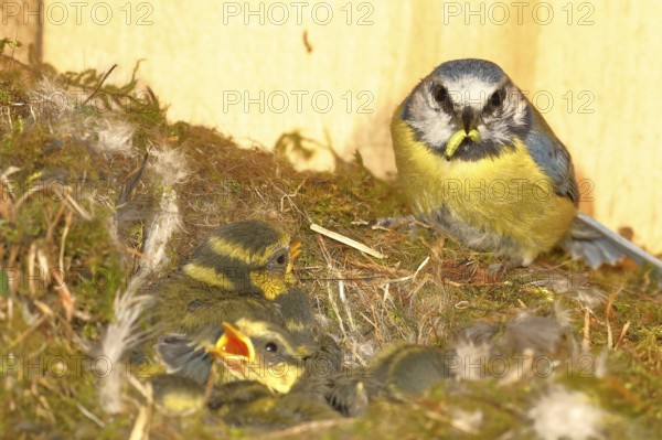 Blue tit (Cyanistes caeruleus) feeding the young in the nest, Wilnsdorf, North Rhine-Westphalia, Germany