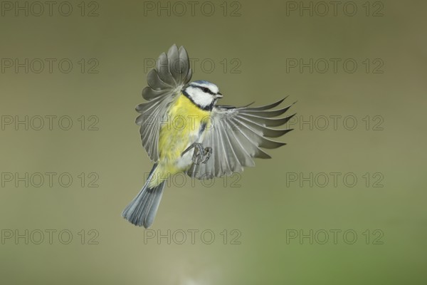 Blue tit (Parus caeruleus) in flight, flight photo, high speed flight photo Wilnsdorf, North Rhine-Westphalia, Germany