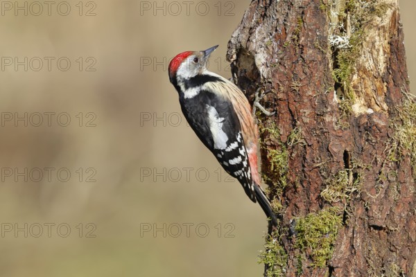 Middle spotted woodpecker (Dendrocopos medius) foraging on a tree stump overgrown with moss and lichen, Wildlife, Woodpeckers, Birds, Nature photography, Wilnsdorf, North Rhine-Westphalia, Germany