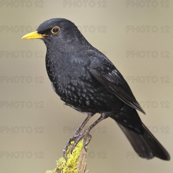 Blackbird (Turdus merula) male, standing on a moss-covered tree root, North Rhine-Westphalia, Germany