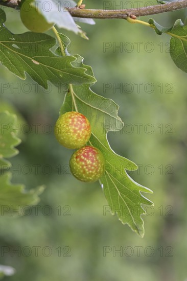Oak gall wasp (Cynips quercusfolii), oak sponge gall on the underside of a leaf of a pedunculate oak (Quercus robur), Wilnsdorf, North Rhine-Westphalia, Germany
