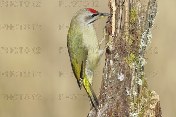 Grey-headed woodpecker (Picus canus), male sitting on a tree stump overgrown with moss and lichen, Wildlife, Woodpeckers, Birds, Nature photography, Wilnsdorf, North Rhine-Westphalia, Germany