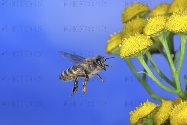 European honey bee (Apis mellifera), in flight on a flower of tansy or worm fern (Tanecetum vulgare), Wilnsdorf, North Rhine-Westphalia, Germany