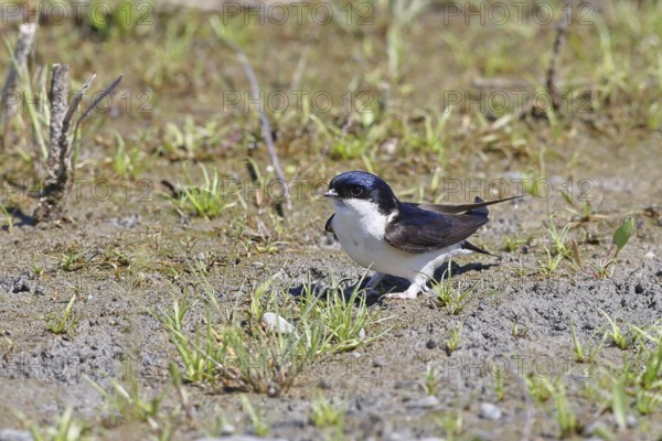 House martin (Delichon urbicum), picking up clay for nest building, wildlife, migratory birds, songbirds, animals, birds, swallows, Ziggsee, Lake Neusiedl, Burgenland, Austria