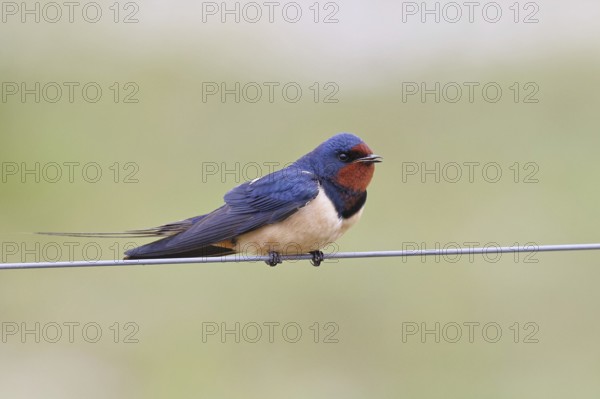 Barn Swallow (Hirundo rustica) sitting on a pasture fence, wildlife, animals, birds, swallows, migratory bird, Ochsenmoor, Dümmer See nature park Park, Hüde, Lower Saxony, Germany