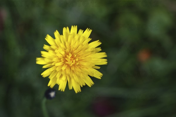 Mouse-ear hawkweed, also known as Lesser mouse-eared hawkweed or long-haired hawkweed (Hieracium pilosella), medicinal plant used medicinally as a diuretic, it also has a mild psychoactive effect that has been compared to that of cannabis, Wilnsdorf, North Rhine-Westphalia, Germany