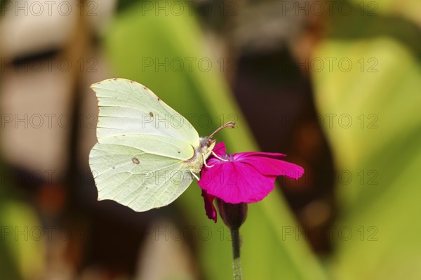 Lemon butterfly (Gonepteryx rhamny) on crown campion (Lychnis coronaria), in a nature garden, Wilnsdorf, North Rhine-Westphalia, Germany