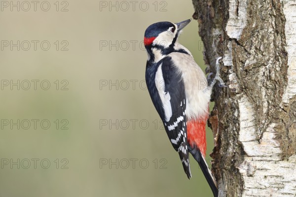 Great spotted woodpecker (Dendrocopus major), male, foraging on the trunk of a common birch (Betula pendula), wildlife, woodpeckers, nature photography, autumn, Wilnsdorf, North Rhine-Westphalia, Germany