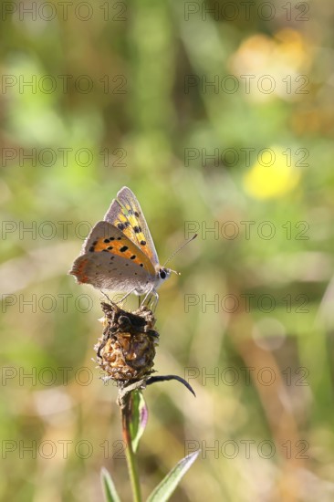 Small copper (Lycaena phlaeas) in a meadow, Gambach nature reserve, Burbach, North Rhine-Westphalia, Germany
