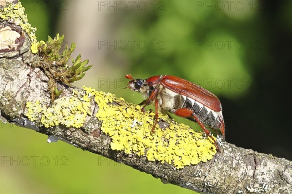 May beetle, wood cockchafer (Melolontha hippocastani), female, on a branch covered with lichen, close-up, Wilnsdorf, North Rhine-Westphalia, Germany