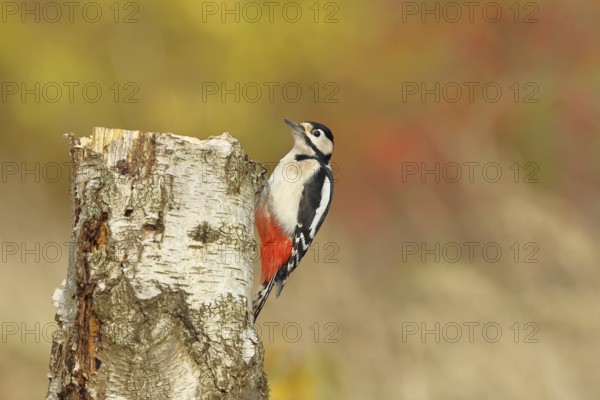 Great spotted woodpecker (Dendrocopos major), male, sitting on a tree stump at the edge of the forest, Hebstwald, wildlife, woodpeckers, birds, nature photography, Wilnsdorf, North Rhine-Westphalia, Germany
